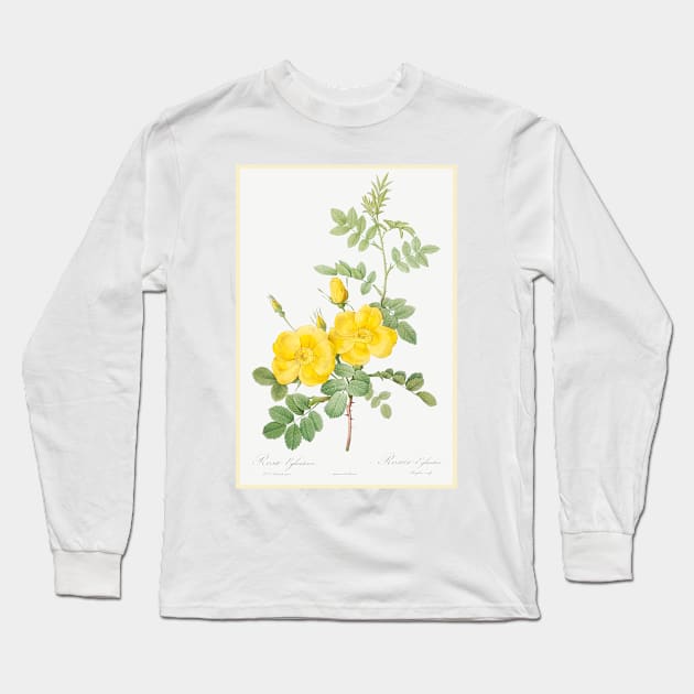 Sweetbriar Rose Long Sleeve T-Shirt by WAITE-SMITH VINTAGE ART